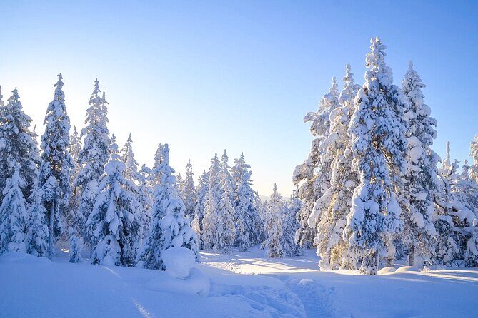 1-Hour Snowmobile Safari Adventure in Rovaniemi - Safety Training That Actually Helps You Enjoy the Ride