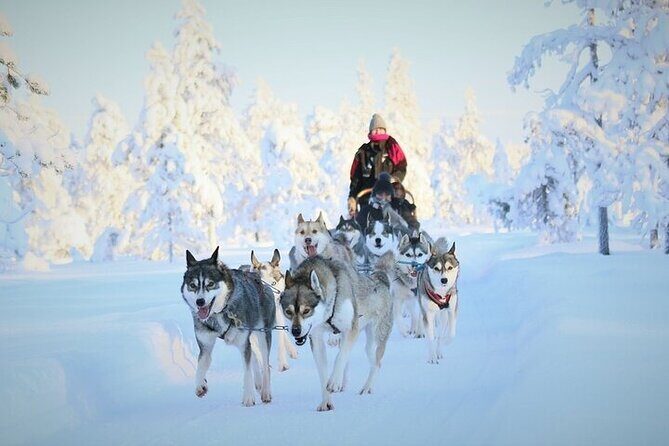 8-10km Husky Ride in the Taiga and Visit Other Farm Animals - Key Things I’d Block Time For