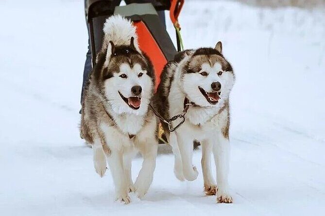 8-10km Husky Ride in the Taiga and Visit Other Farm Animals - 8–10 km Husky Ride in the Taiga: Learning, Leading, and Enjoying the Run