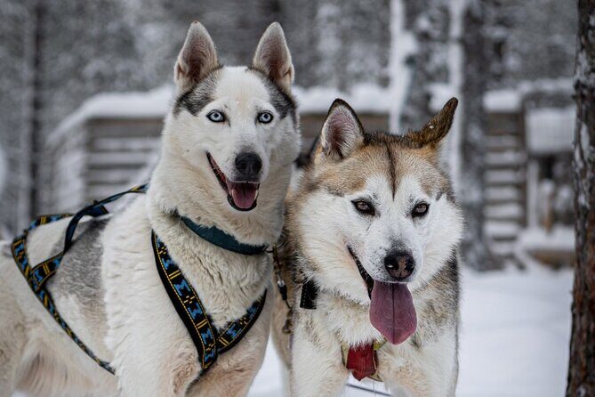 8-10km Husky Ride in the Taiga and Visit Other Farm Animals - Winter Overalls and Clothing Checks: Cold-Proofing That Actually Matters