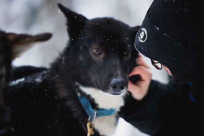 Arctic Circle Highlights Family Day - Winter clothes and lunch in the cold: comfort is part of the experience