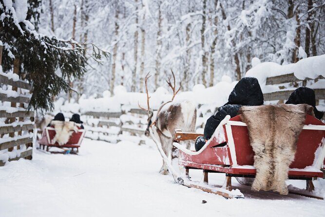 Arctic Circle Highlights Family Day - The 500m husky sled and 500m reindeer sleigh rides (and why they work for families)