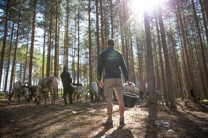 Authentic Reindeer Farm and Canoe Experience from Rovaniemi - Price and Value: What $155.18 Actually Buys