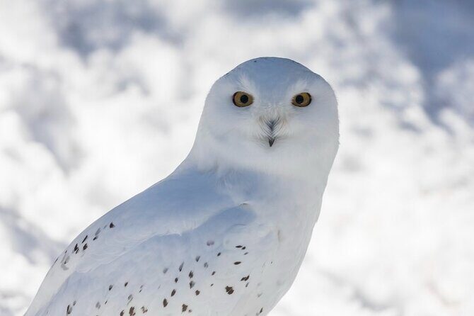 Bus to Ranua Zoo from Rovaniemi - Native wildlife in their environment: why this zoo fits families