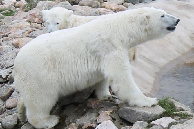 Bus to Ranua Zoo from Rovaniemi - Your 3 hours at Ranua Zoo: how to plan your walk (and your expectations)
