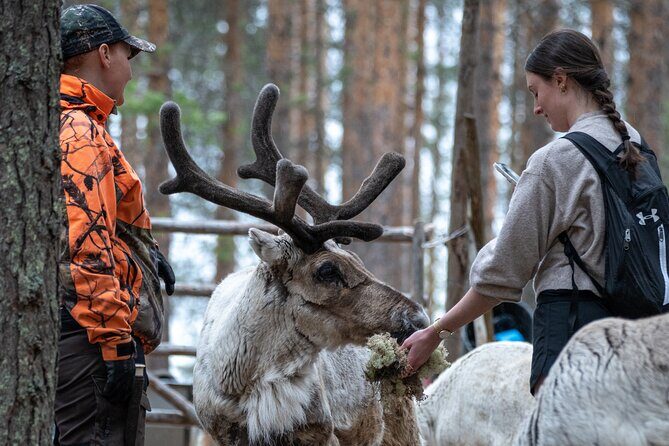 Electric Fatbike Trip to the Reindeer Farm - The 45-minute ride through Lappish nature to the farm