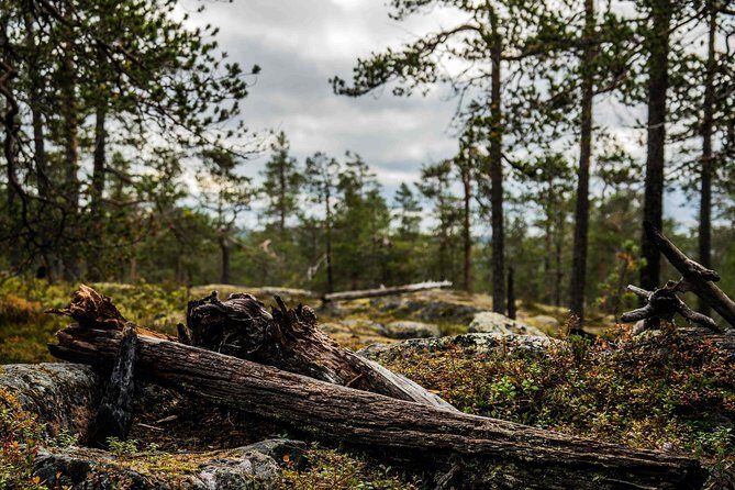 Explore the Wilderness (Summer & Autumn) - Vikaköngäs Wilderness Route for Summer and Autumn