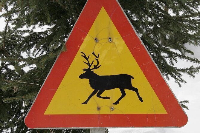 Forest Trail Reindeer Safari - Price and value: is $225.18 worth it?