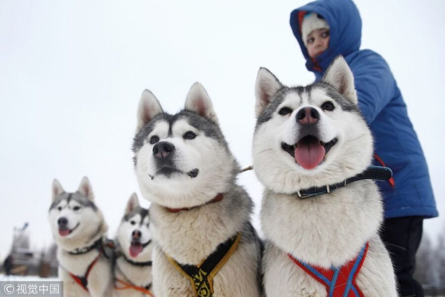 From Rovaniemi: 5km Husky Sleigh Ride - Key things I’d circle before you book