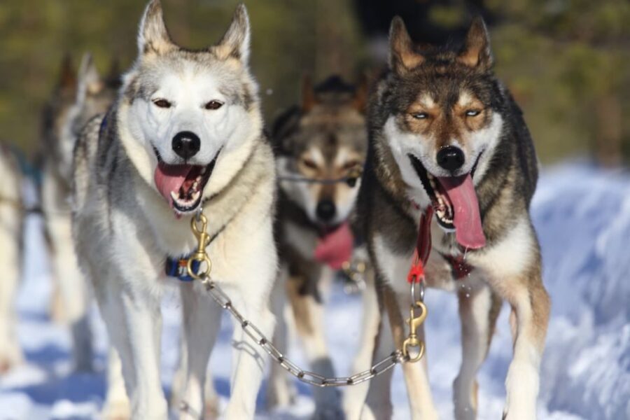 From Rovaniemi: 5km Husky Sleigh Ride - From Rovakatu pickup to the husky farm: the logistics that matter
