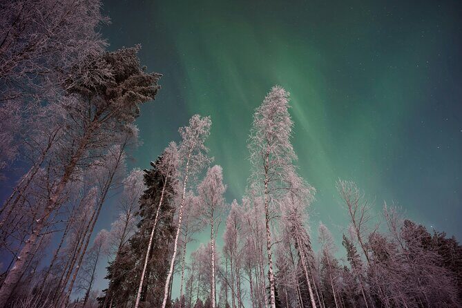 From Rovaniemi: Northern Lights Tour with Campfire Snacks - Key highlights to know before you go