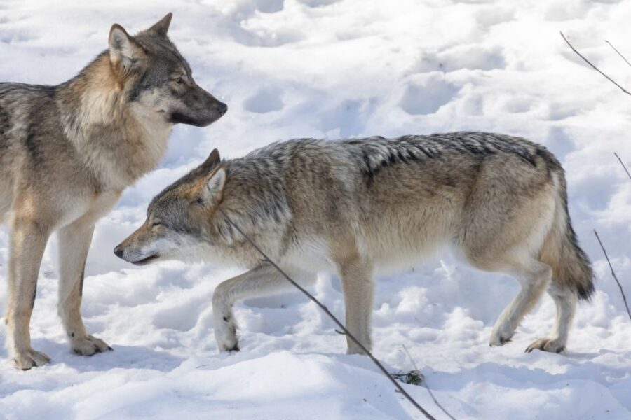 From Rovaniemi: Ranua Wildlife Park Experience - Should you book this Ranua Wildlife Park experience?