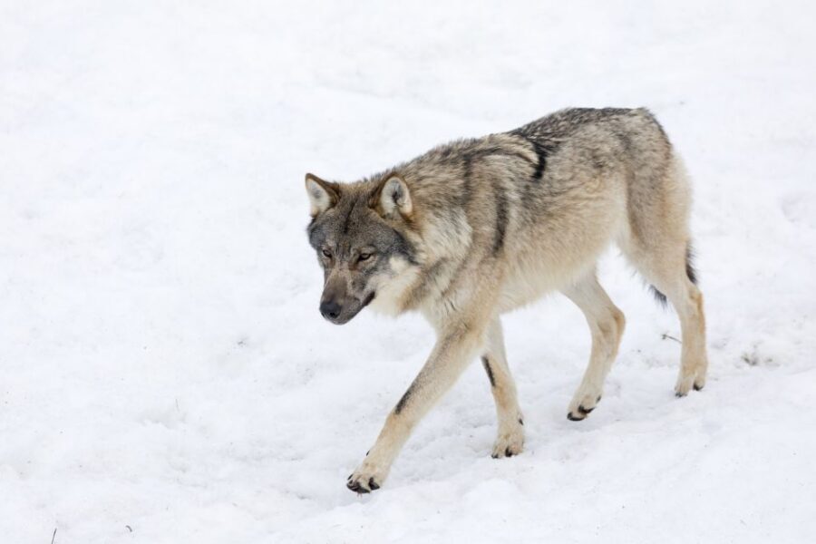 From Rovaniemi: Ranua Wildlife Park Experience - Getting from Rovaniemi to the park: pickup and the 80 km ride