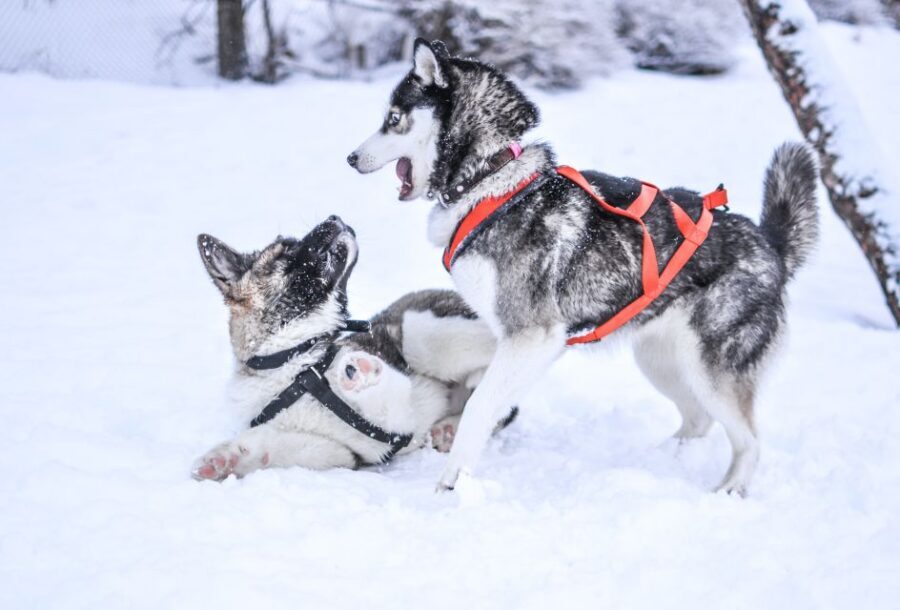 From Rovaniemi: Self-Driven 10km Husky Sled Ride - Key points