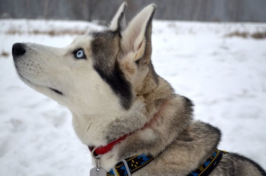 From Rovaniemi: Self-Driven 10km Husky Sled Ride - Guides and group size: why max 9 feels worth it