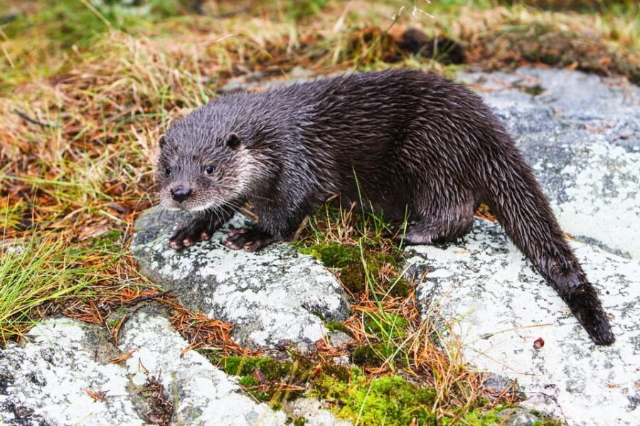 From Rovaniemi: Tour to Ranua Wildlife Park - Practical tips to enjoy it more in Lapland winter
