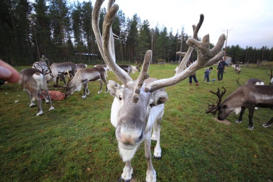 Full day: Reindeer Farm, Santa Claus Village & Husky Park - Santa Claus Village across the Arctic Circle (and the part people forget)