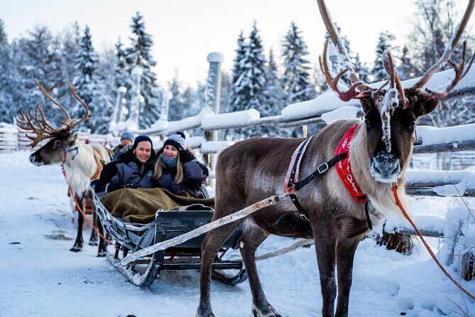 Half-Day Experience in Local reindeer farm in Lapland - Price and Value: $205.15 Includes More Than a Ride