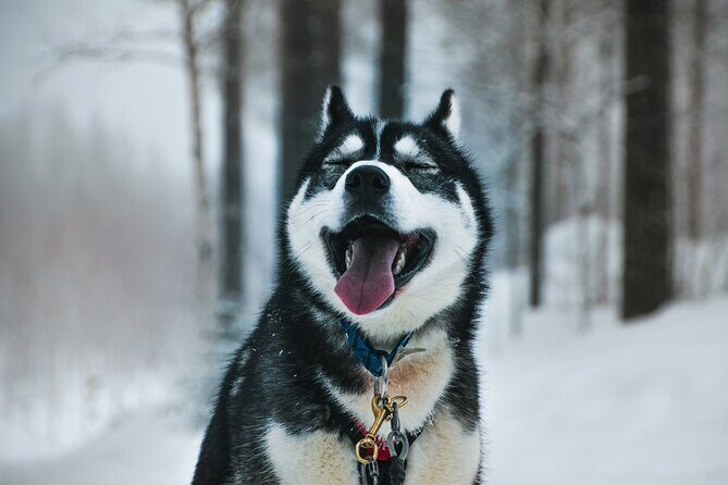 Husky Adventure with 6-10km Safari in Lapland - Key Highlights You’ll Care About