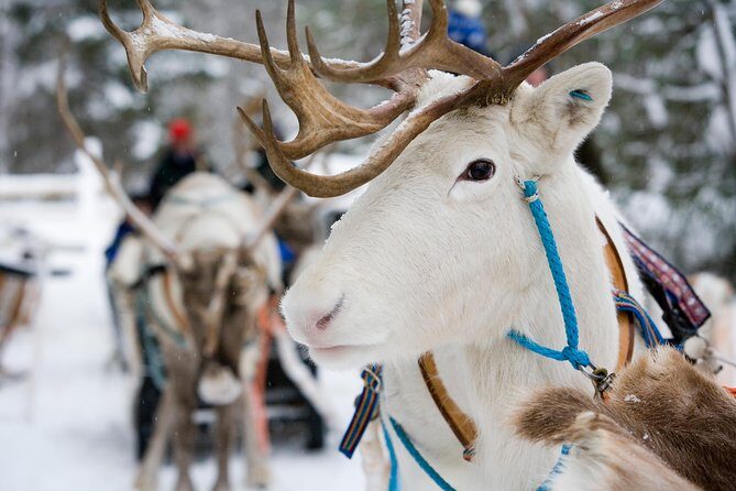 Lapland Reindeer and Husky Safari from Rovaniemi - Hotel Pickup and the 9:00am Start: Don’t Miss the Early Window