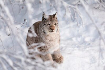 Ranua Wildlife Park Day: Visit the Arctic Animals - Getting there from Rovaniemi: pickup points and why timing matters