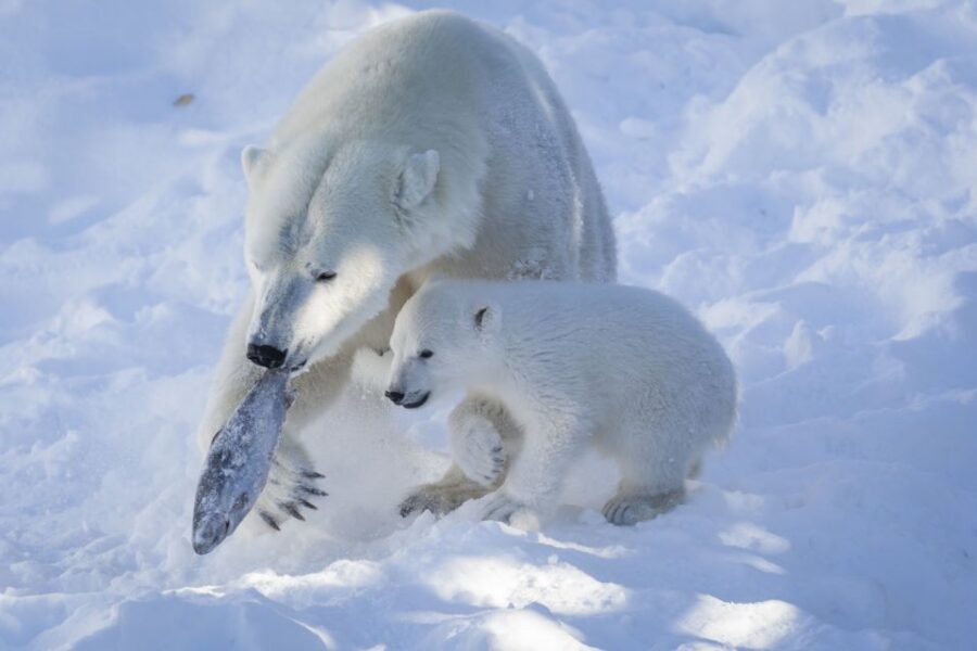Ranua Wildlife Park Guided Tour from Rovaniemi - What you’ll see: 50 Arctic and northern animals, plus the must-see polar bears