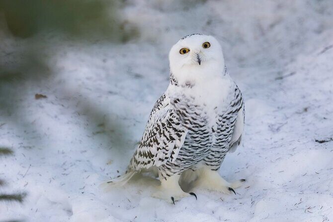 Ranua Zoo Family Tour from Rovaniemi - Who should book this Ranua Zoo Family Tour?
