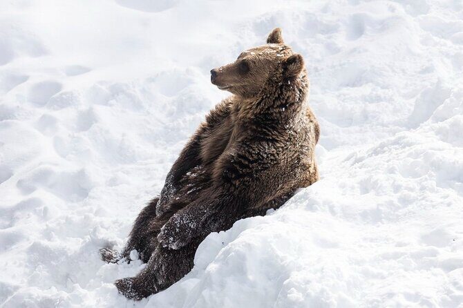 Ranua Zoo Family Tour from Rovaniemi - Ranua Wildlife Park: what winter viewing really looks like