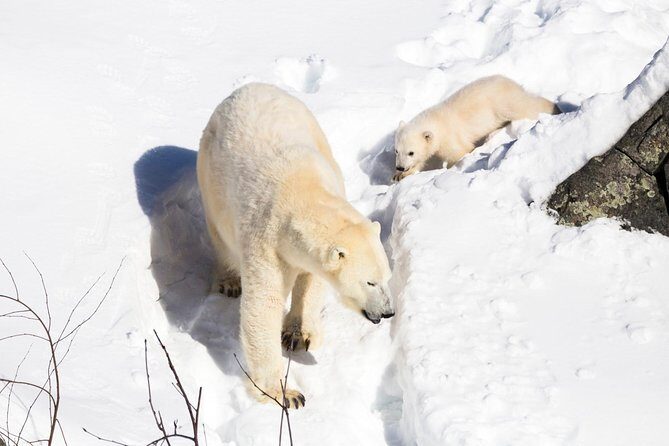 Ranua Zoo tour, optional lunch - Animal viewing in winter: why you may see fewer animals (and how to enjoy it anyway)