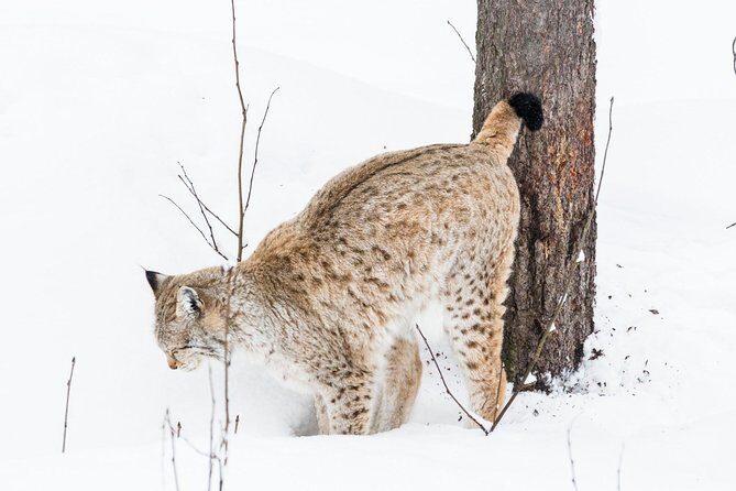 Ranua Zoo tour, optional lunch - Shopping time at Ranua: use the 3-hour window for real souvenirs