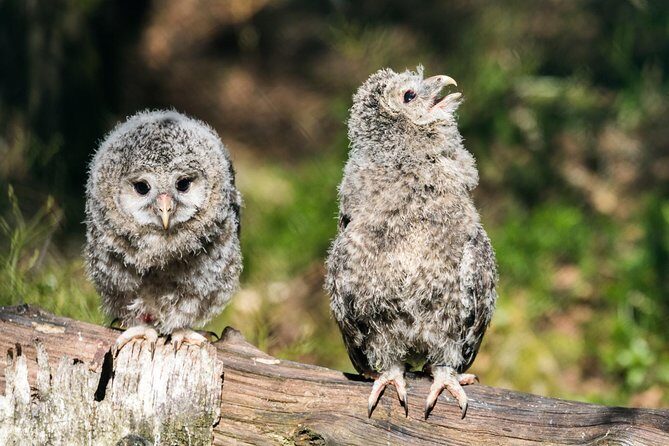 Ranua Zoo tour, optional lunch - Price and value: what you’re paying for at €173.75 per person