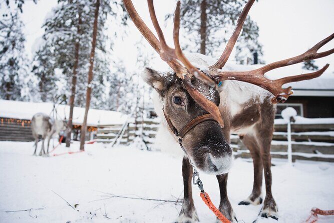 Rovaniemi 2 days Activities Package - Two days in Rovaniemi: what this package really delivers