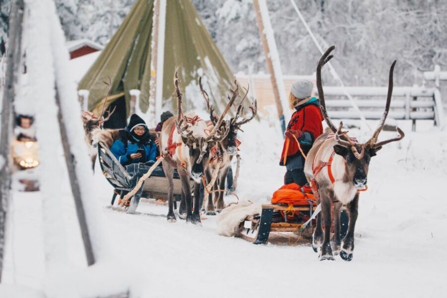 Rovaniemi: Apukka Reindeer Journey - Meeting the Reindeer: The Husbandry Part That Actually Matters