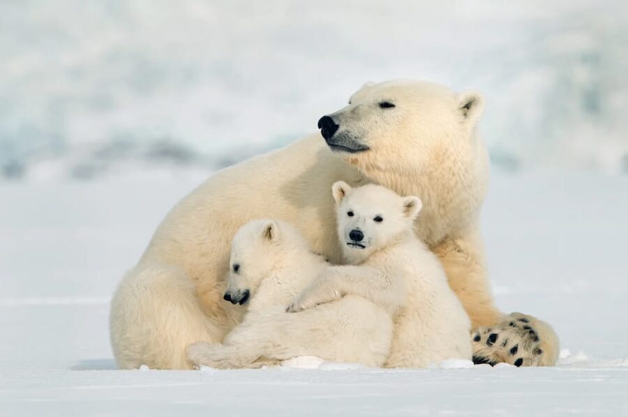 Rovaniemi: Arctic Animals Sleigh Rides and Wildlife Zoo - Key things that make this day trip work