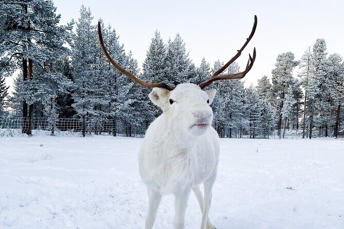 Rovaniemi: Authentic Lapland Reindeer Farm Visit & Sled Ride - Price and Value for a 3-Hour Lapland Reindeer Day
