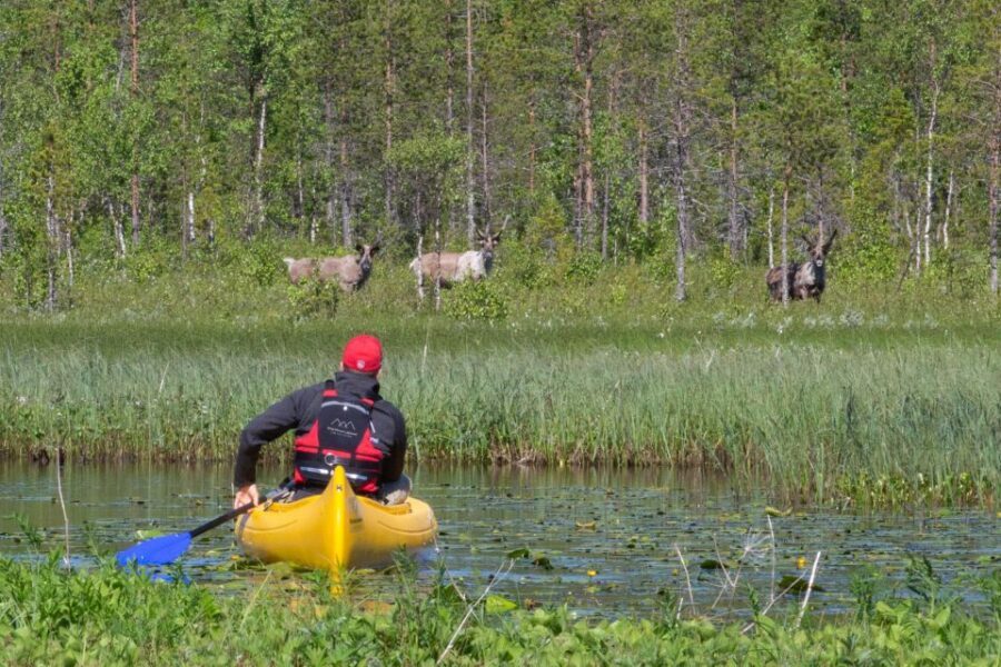 Rovaniemi: Authentic Reindeer Farm & Canoeing - The campfire lesson: what herding really means