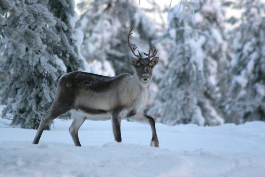 Rovaniemi: Authentic Reindeer Farm Visit & Short Sleigh Ride - The 400m Sleigh Ride: What to Expect When Snow Is Enough