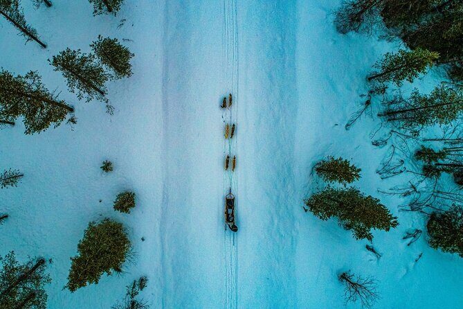 Rovaniemi: Drive Your Own Husky Team (6–10 km) & BBQ - Stop 1 at the farm: the husky run (6–10 km) you came for