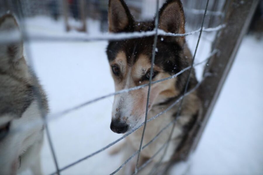 Rovaniemi: Husky and reindeer farm visit with sleigh rides - Reindeer Farm Stop: Feeding, Petting, and Learning the Rhythm