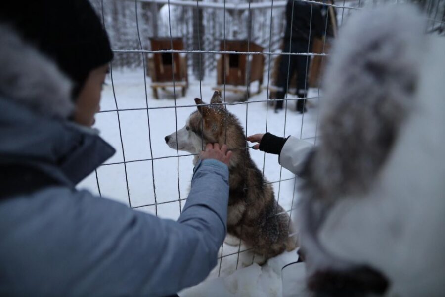 Rovaniemi: Husky and reindeer farm visit with sleigh rides - Who This Tour Fits Best (and Who Might Want Alternatives)