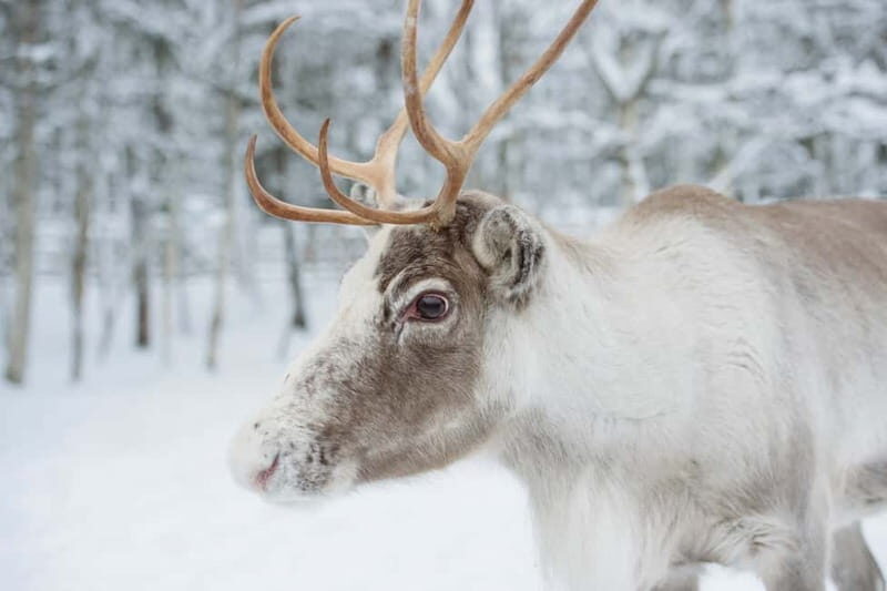 Rovaniemi: Husky Farm and Reindeer Experience - Price and Value: Is $185 Fair for Shorter Rides?