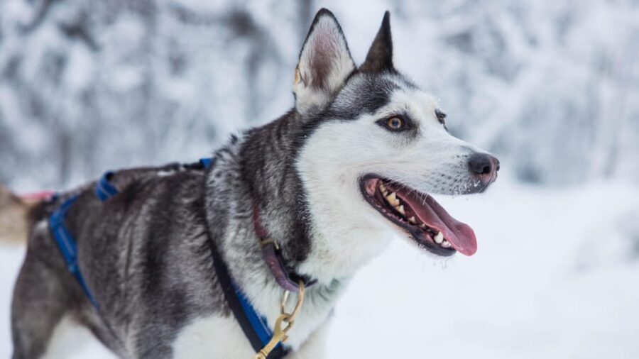 Rovaniemi: Husky Farm Visit with a Sledge Ride - Should you book the husky farm visit in Rovaniemi?