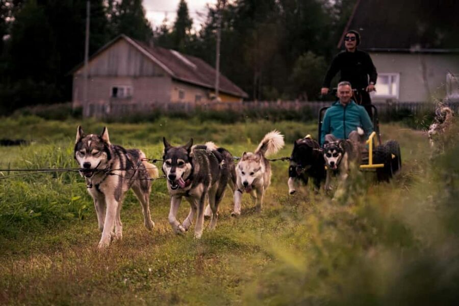 Rovaniemi: Husky Safari & Campfire BBQ – 6‑10 km Self‑Drive - Meet the huskies up close: friendly dogs, real handling time