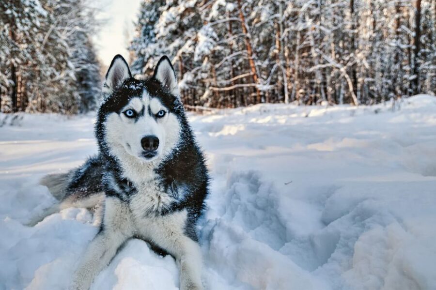 Rovaniemi: Husky Safari on a Snowy Trail - The 3.5-Hour Reality Check: How the Time Breaks Down