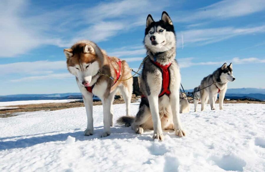 Rovaniemi: Husky Sled Ride and Farm Visit - From Your Rovaniemi Hotel to the Huskies: Getting There Is Half the Ease