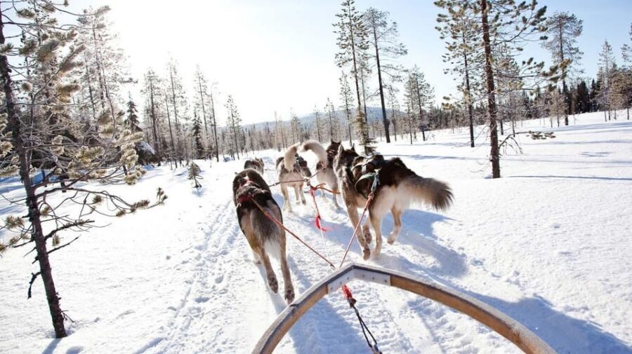 Rovaniemi: Husky Sled Ride and Farm Visit - FAQ