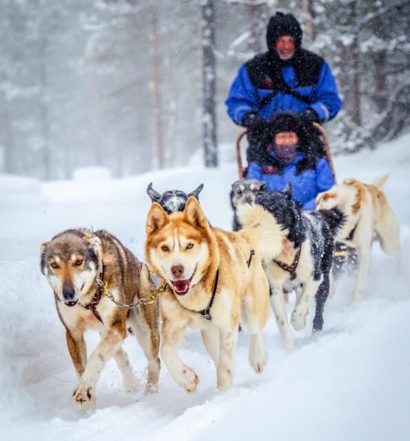 Rovaniemi: Husky Sled Ride and Farm Visit - Learning About Raising and Training Huskies in Lapland