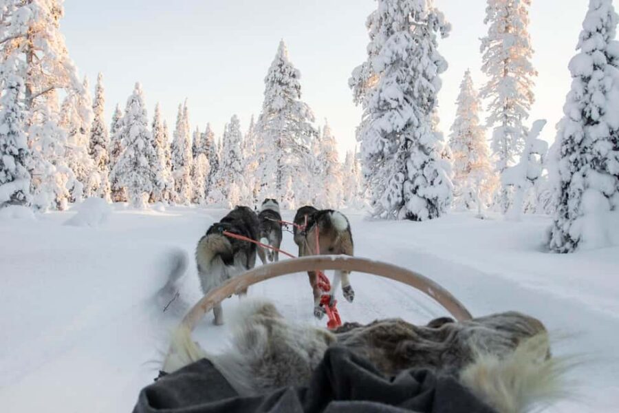 Rovaniemi: Husky Sled Ride and Farm Visit - Inside the Husky Farm Visit: Training Stories, Photos, and Close-Up Time