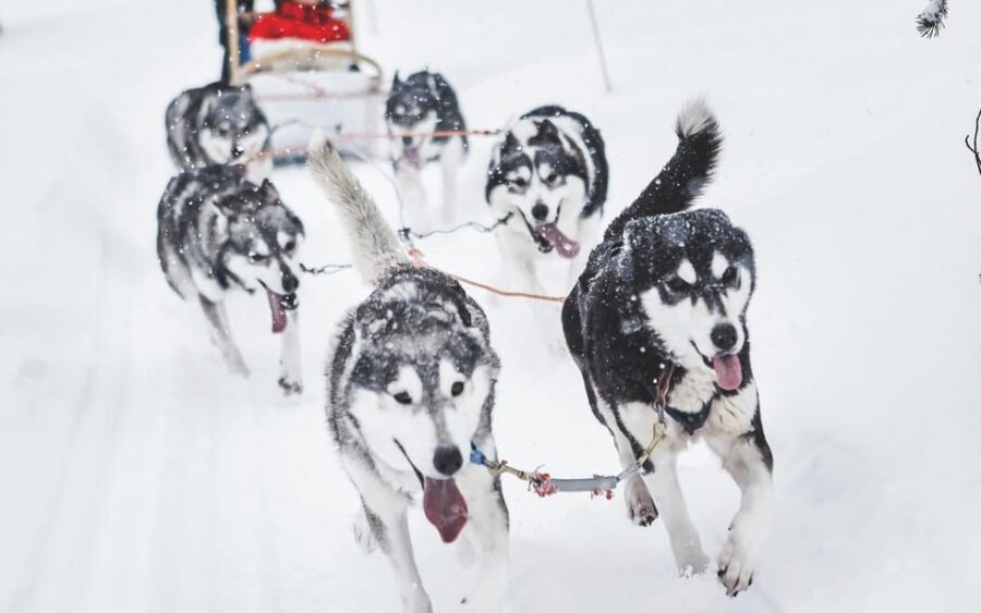 Rovaniemi: Husky Sled Ride with Hotel Transfer - On the farm: warm welcome, safety briefing, then husky time