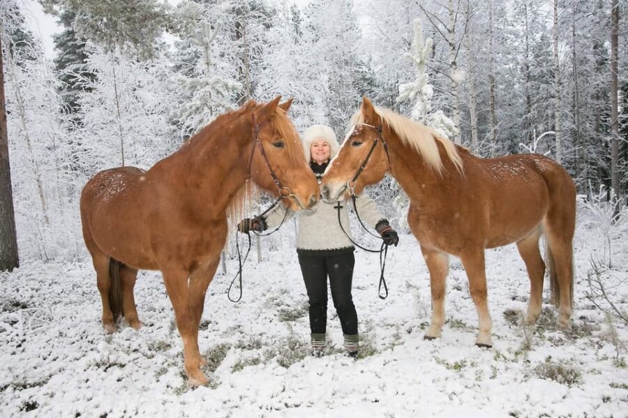Rovaniemi: Late Night Ride with Finnhorses - Finnhorse Night Ride in Rovaniemi: The Big Idea